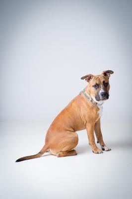 shooting photo animaux